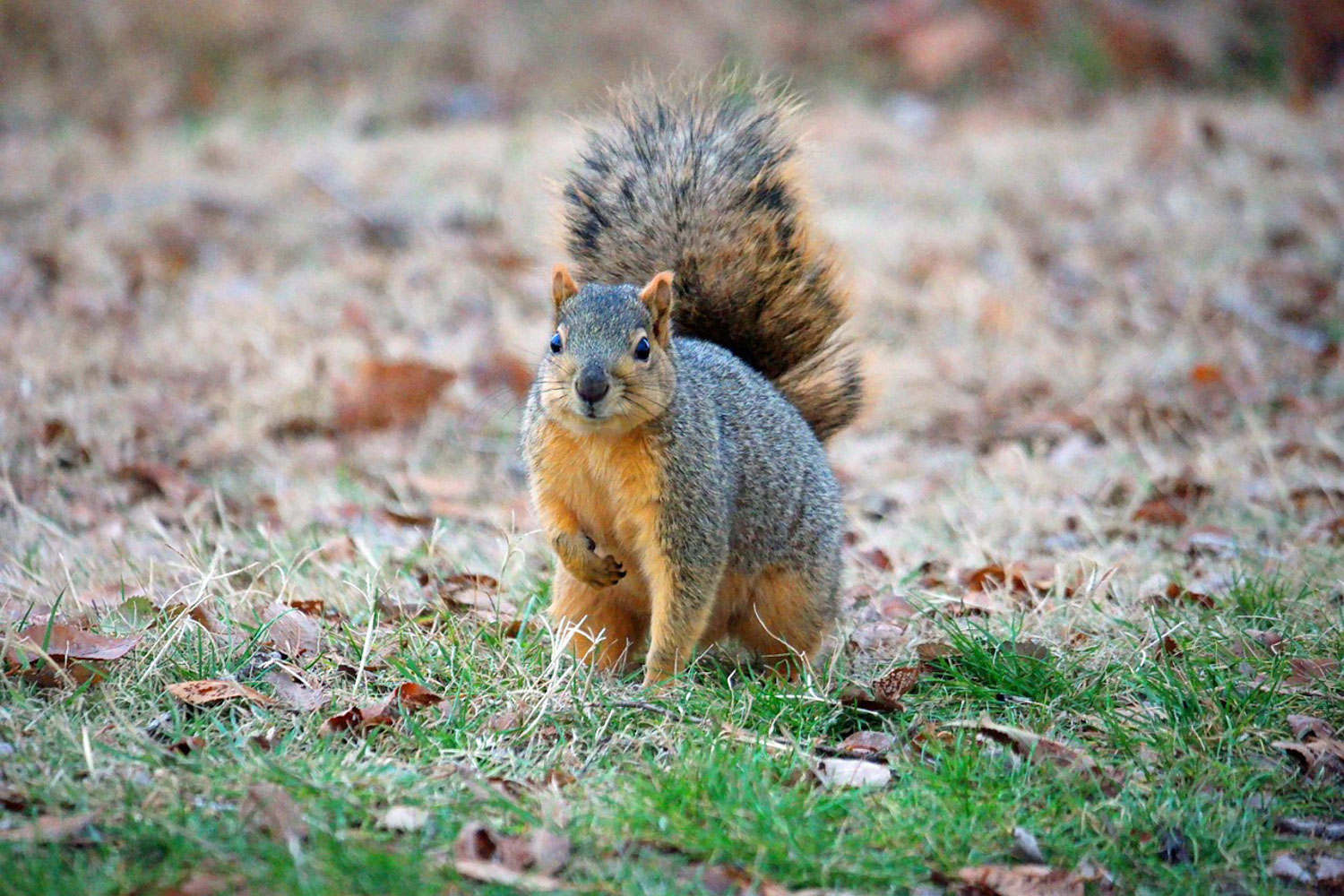 Squirrel forages on the grass floor.